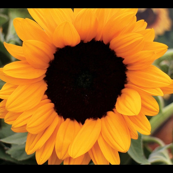 Meet your Posher, Gigi - Picture 1 of 1